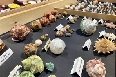 Agrandir l'image 1 sur 10, fenêtre modale